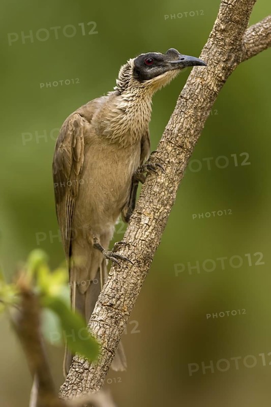 Silver-crowned Friarbird (Philemon argenticeps), Western Australia, Australia