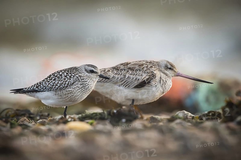 Grey Plover & Bar-tailed Godwit (Pluvialis squatarola & Limosa lapponica), Schleswig-Holstein, Germany