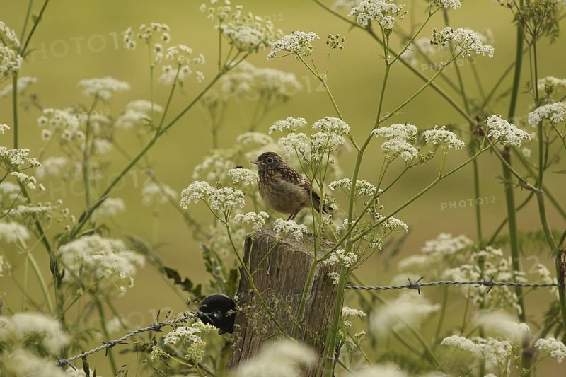 European Stonechat (Saxicola rubicola) juvenile, Lower Saxony, Germany