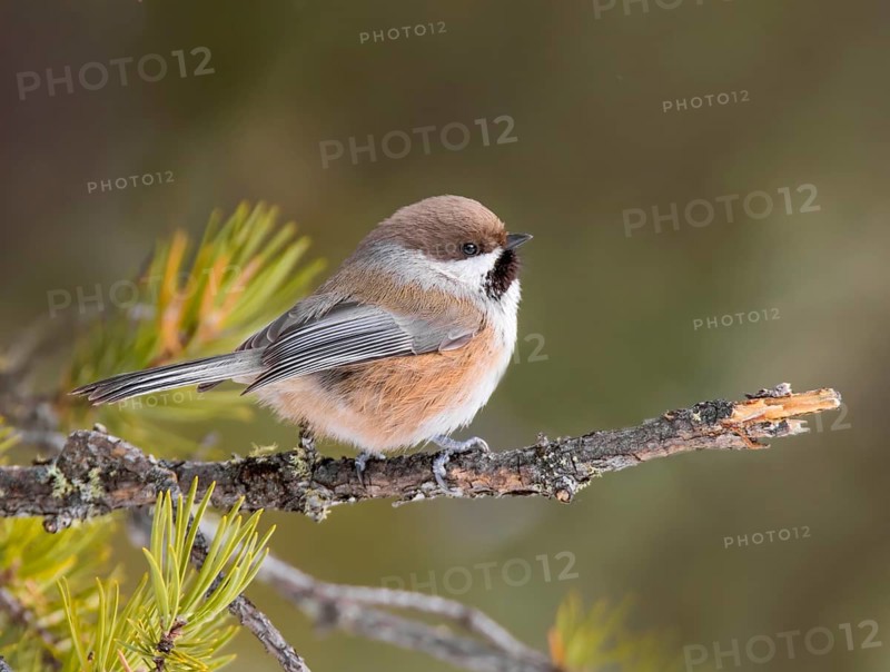 Boreal Chickadee, Poecile hudsonicus, perched on a spruce branch, at Narrow Hills Provincial Park, Saskatchewan, Canada