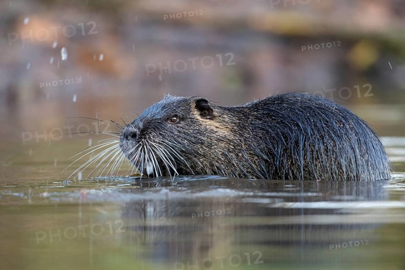 Nutria (Myocastor coypus) in a body of water, Osnabrück, Lower Saxony, Germany