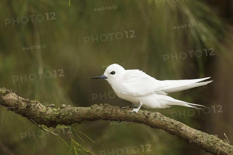 White Tern (Gygis alba), Hawaii, USA