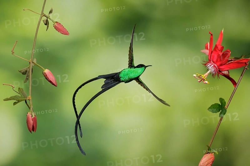Black-billed Streamertail (Trochilus scitulus) male flying, Jamaica