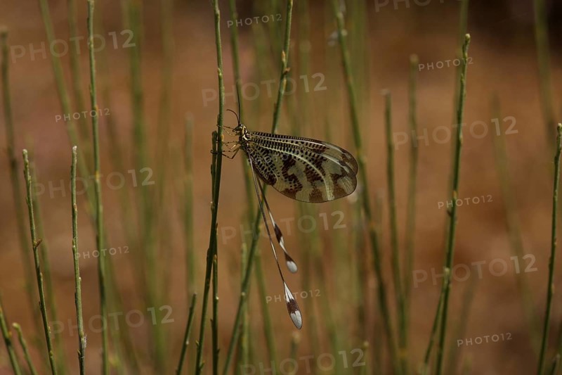 Swallowtail (Nemoptera sinuata) on a blade of grass, Los Barruecos, Malpartida de Caceres, Extremadura, Spain
