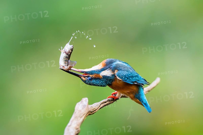 Common kingfisher (Alcedo atthis) sitting on an old wooden branch eating his fresh cought fish in late summer, wildife, Bavaria, Germany