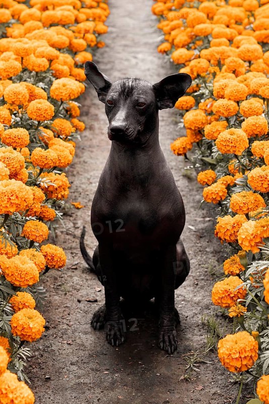 A Xoloitzcuintle dog sits gracefully amid vibrant orange Cempasuchil flowers, traditionally used during the Day of the Dead celebrations, creating a symbolic and moving scene