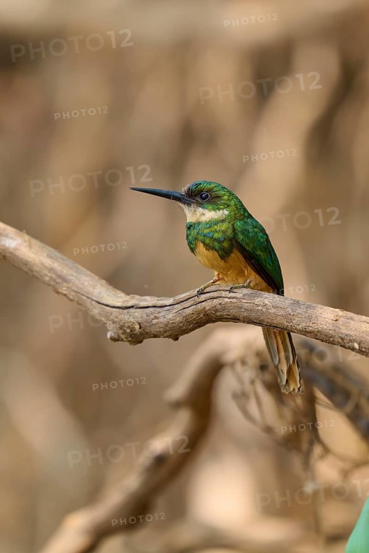 A small bird with green plumage sits on a branch in nature, Rufous-tailed jacamar (Galbula ruficauda), Pantanal, Mato Grosso, Brazil