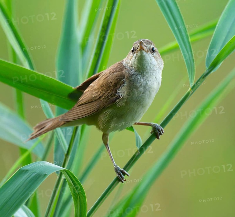 Thrush warbler (Acrocephalus arundinaceus) on a reed, reed (Phragmites australis), Lower Saxony, Germany