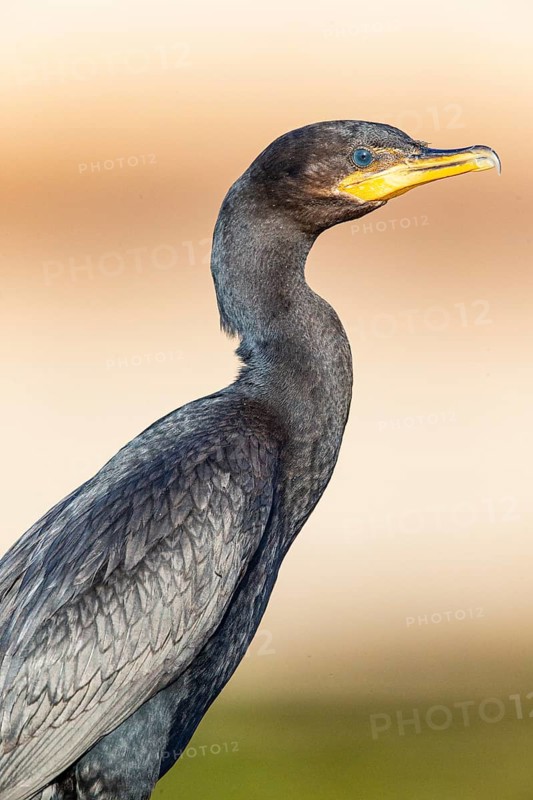 Humboldt Cormorant (Phalacrocorax brasilianus) Pantanal Brazil