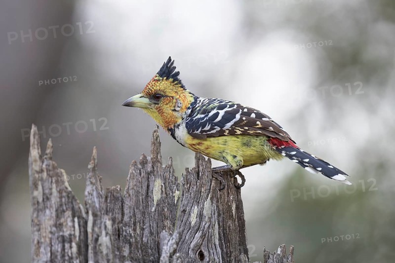 Crested Barbet (Trachyphonus vaillantii), South Africa
