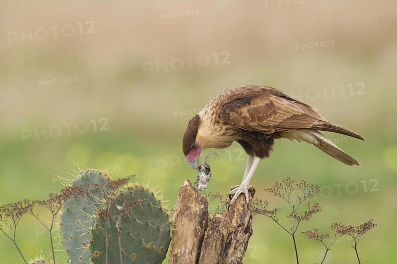 Northern Crested Caracara (Caracara cheriway) juvenile with wild mouse, Texas, USA
