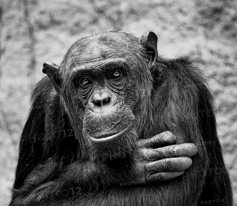 Animal portrait Western chimpanzee (Pan troglodytes verus), primate, great ape, endangered species, captive, monkey, animal photography, black and white, b/w photo, occurrence western Africa