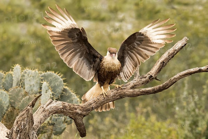 Northern Crested Caracara (Caracara cheriway) juvenile, Texas, USA