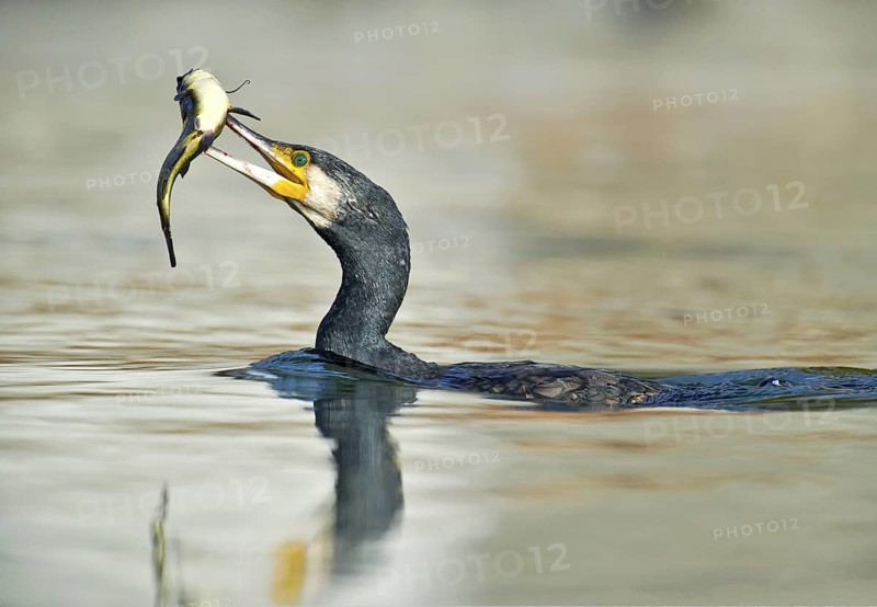 Great Cormorant (Phalacrocorax carbo) with Black bullhead (Ameiurus melas) prey in beak, Piedmont, Italy