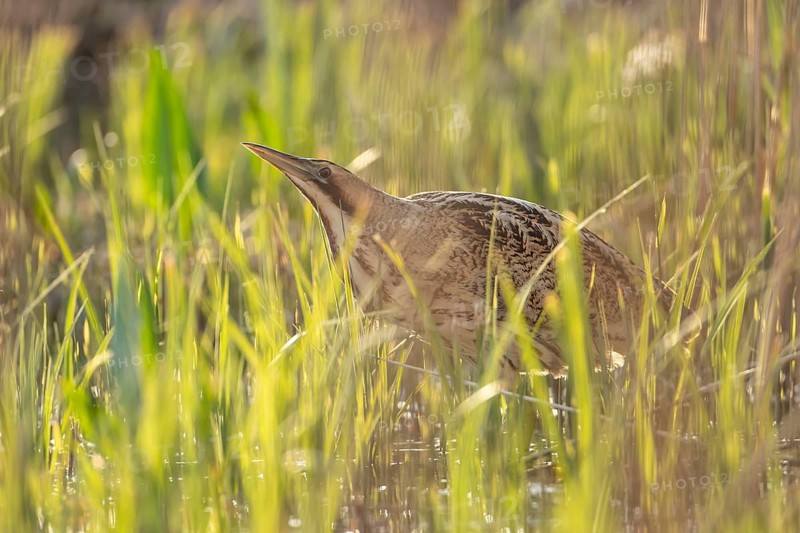 Great or Eurasian bittern (Botaurus stellaris) adult bird in a reedbed in spring, RSPB Minsmere nature reserve, Suffolk, England, United Kingdom