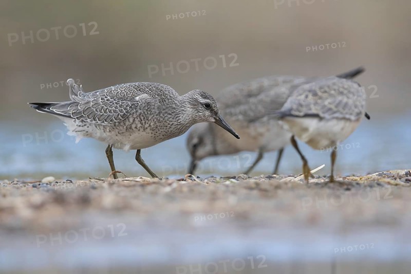 Red Knot (Calidris canutus) foraging, Mecklenburg-Western Pomerania, Germany