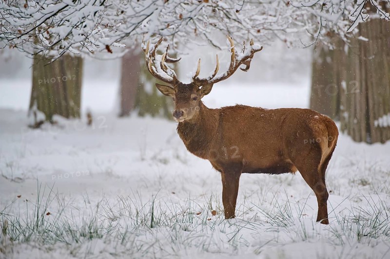 A majestic stag resting in a snowy forest, with trees in the background, winter, red deer (Cervus elaphus), Hesse, Germany