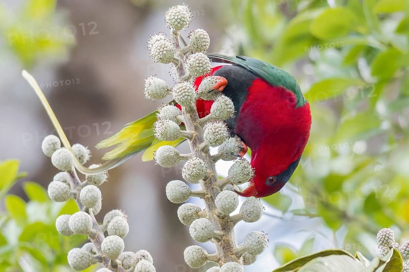 Stella's Lorikeet (Charmosyna stellae) perched on a branch in Papua New Guinea