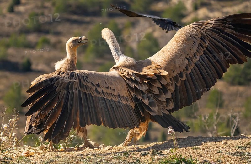 Two griffon vultures with wings spread wide in a mountainous terrain. A crow flies in the background, adding depth to their majestic appearance