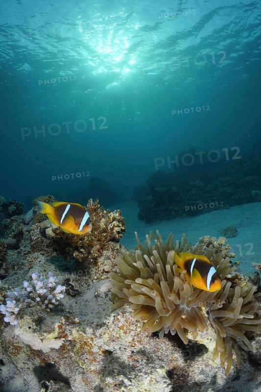 Red sea anemonefish (Amphiprion bicinctus)