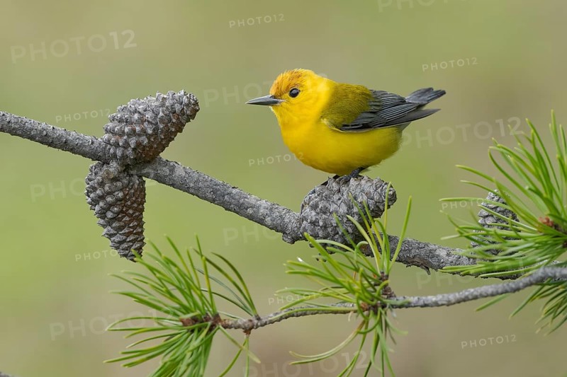 Prothonotary Warbler (Protonotaria citrea) perched on a twig, Texas, USA