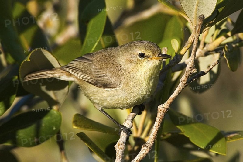 Dusky Gerygone (Gerygone tenebrosa) juvenile, Western Australia, Australia