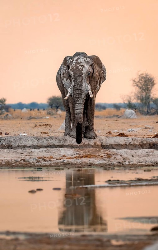 African elephant (Loxodonta africana), at the waterhole, reflection, at sunset, Nxai Pan National Park, Botswana