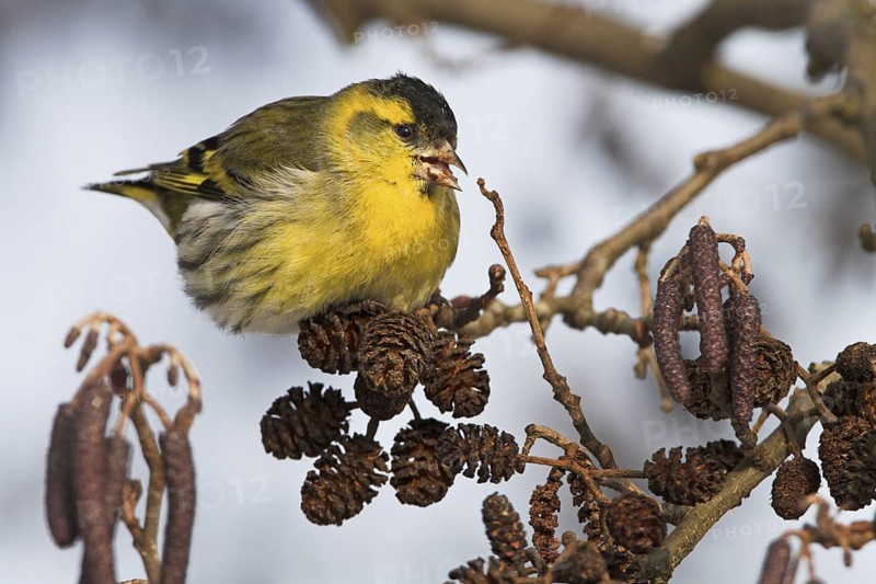 Eurasian Siskin (Spinus spinus) male, Rhineland-Palatinate, Germany