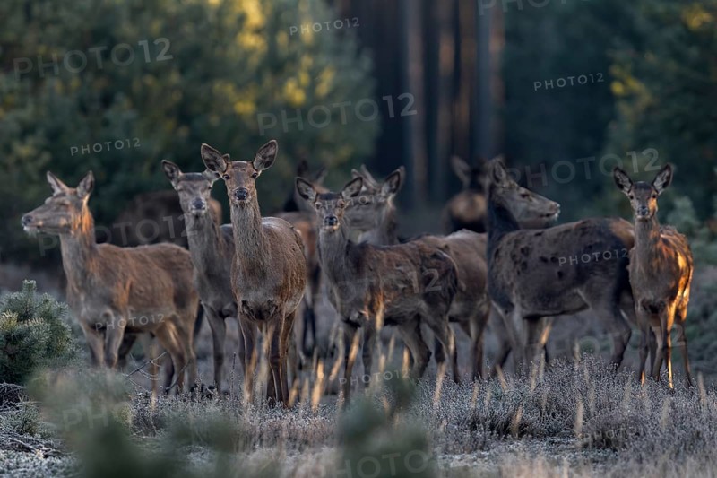 After a few minutes, a large herd of red deer (Cervus elaphus) stands directly in front of me, focussing and releasing the shutter at minus 15 degrees Celsius is very difficult for me, sometimes it doesn't work, frost, cold, hoarfrost, morning sun, Germany