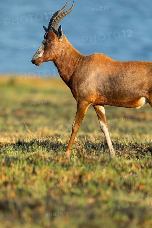 Blessbok, Blesbok, blesbuck, (Damaliscus pygargus phillipsi) Antelope, antelope