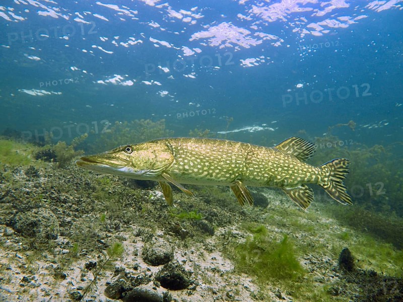 A pike (Esox lucius) swims close to the bottom of a body of water with plants. Dive site car park Post, Überlingen, Lake Constance, Germany