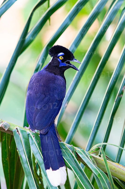 Plush-crested jay (Cyanocorax chrysops) Pantanal Brazil