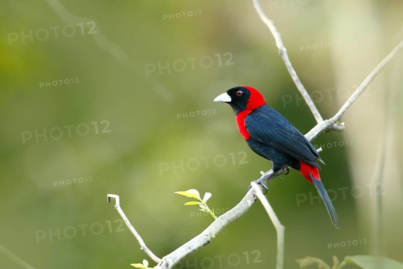 Crimson-collared Tanager (Ramphocelus sanguinolentus) perched on a branch, Costa Rica
