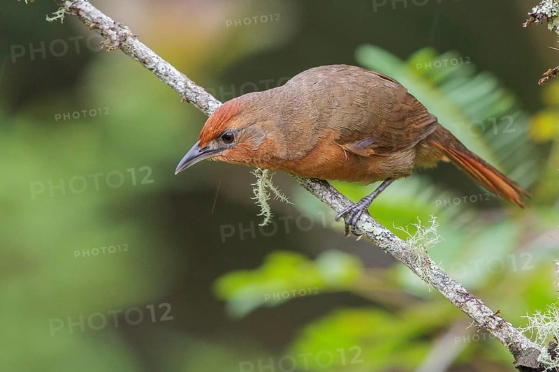 Orange-eyed Thornbird (Phacellodomus erythrophthalmus) perched on a branch in the Atlantic rainforest of southeast Brazil