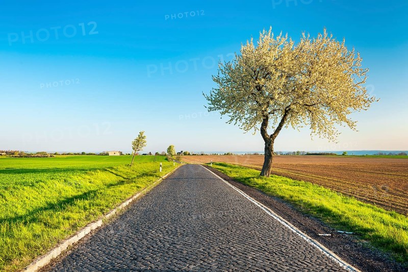 An old country road with cobblestones leads through a typical field landscape with green fields in spring, a blooming cherry tree on the side of the road, Burgenlandkreis, Saxony-Anhalt, Germany