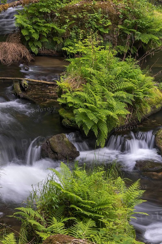 Flowing, silky water with ferns and rocks in the Edmunds Gorge, river Kamnitz, Hrensko, Ustecky kraj, Czech Republic