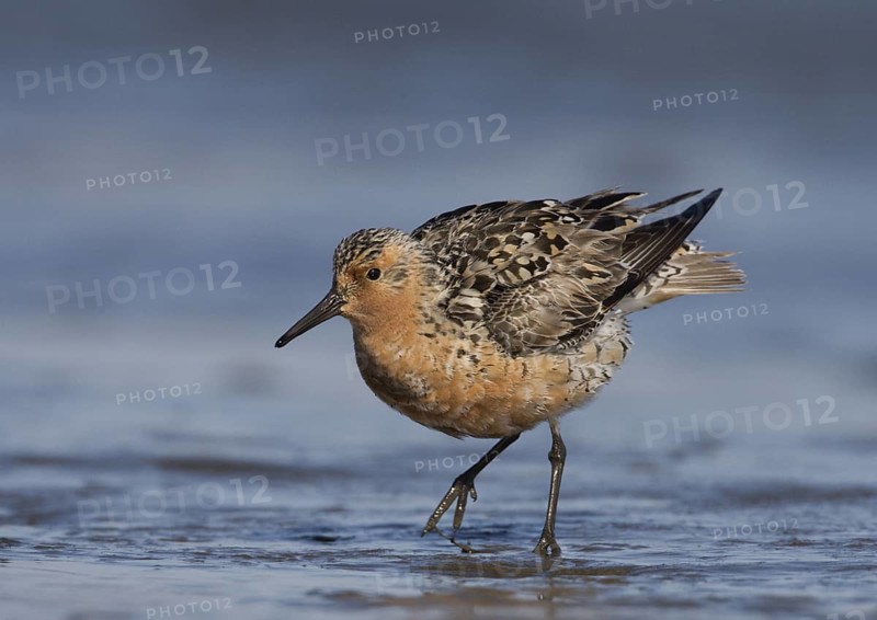 Red Knot (Calidris canutus) foraging, Washington, USA