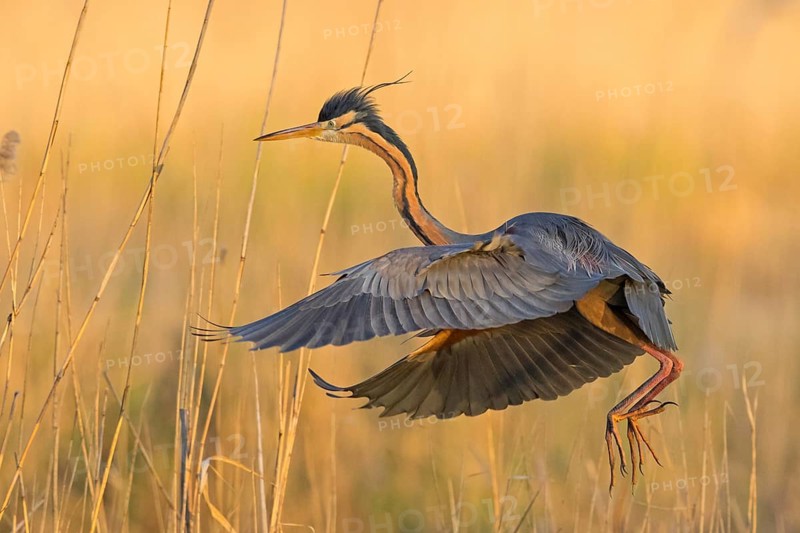 Purple Heron, (Ardea purpurea), animals, birds, heron family, flight photo, side view, Wagbach Lowlands, Everglades National Park, Florida, USA
