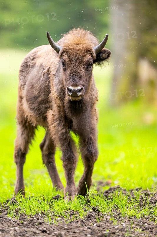 European bison (Bison bonasus) walking on a meadow in summer, Bavarian Forest, Germany