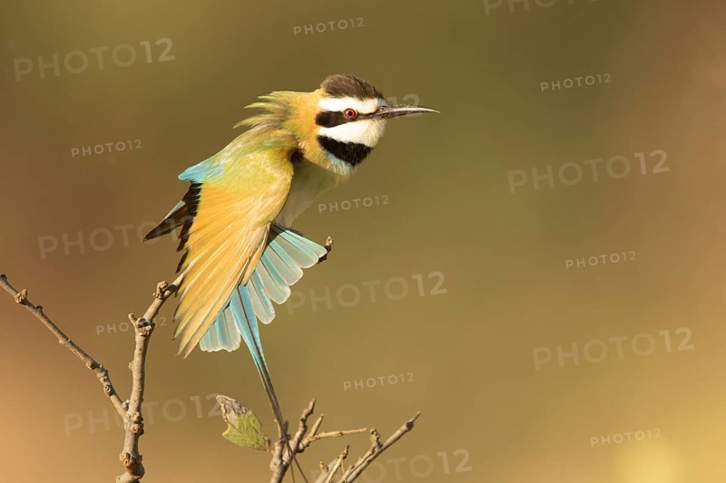 White-throated Bee-eater (Merops albicollis) perched on a branch, Samburu, Kenya