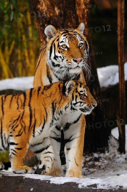 A tiger and a young standing together in the snow, Siberian tiger (Panthera tigris altaica), captive, occurring in Russia, North Korea and China
