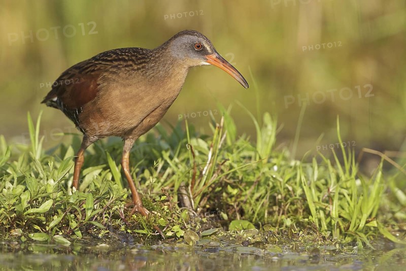 Virginia Rail (Rallus limicola), Ontario, Canada
