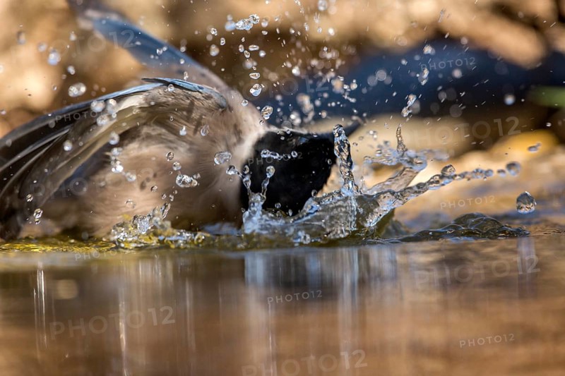 Iberian Magpie (Cyanopica cooki) bathing, Andalusia, Spain