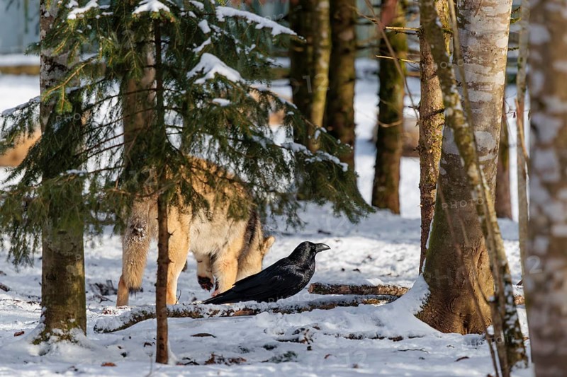 On a sunny day, a common raven (Corvus corax) stands on the snow-covered forest floor, waiting for its share of the wolf's prey. Transylvania, Romania