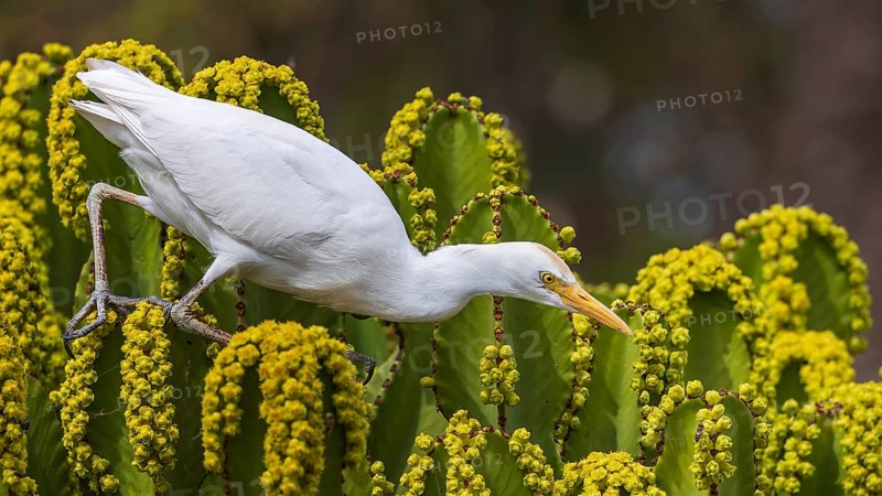 Western Cattle Egret (Bubulcus ibis), Spain