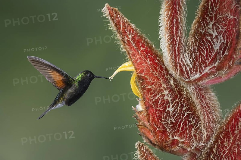 Black-bellied Hummingbird (Eupherusa nigriventris), Costa Rica