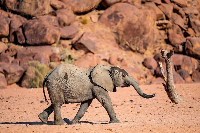 African elephant (Loxodonta africana), desert elephant, riverbed of the Ugab River, Damaraland, Kunene region, Namibia