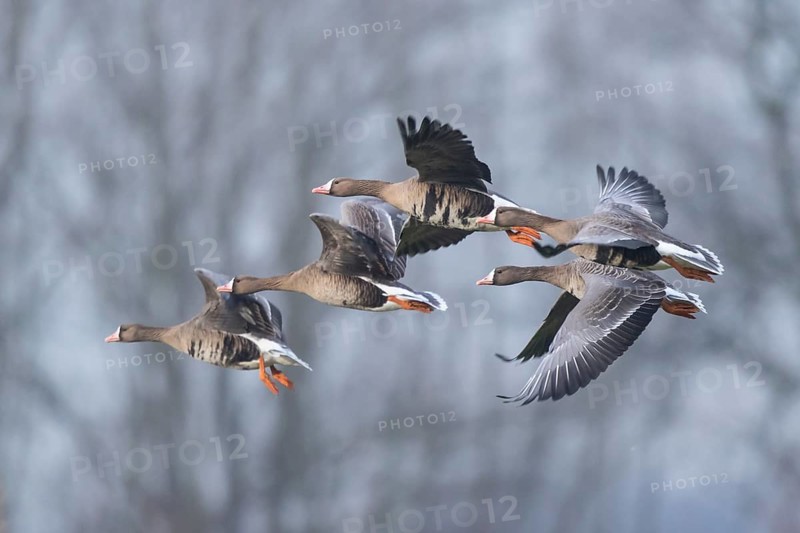 Greater White-fronted Goose (Anser albifrons) group flying, North Rhine-Westphalia, Germany