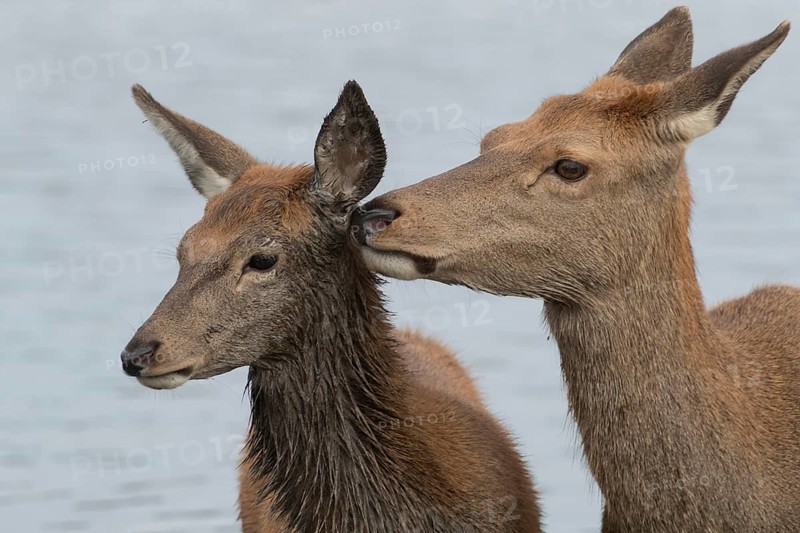Red deer (Cervus elaphus) adult female parent animal and juvenile fawn interacting together, England, United Kingdom