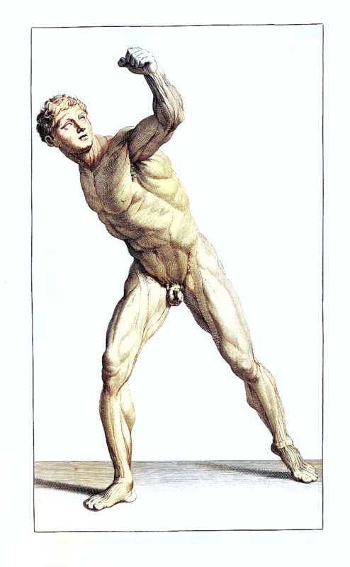 Anatomy, symbolic, man, front view of the gladiator in the Villa Borghese, naked, muscles, penis, Rome, Italy, anatomical view, a man in a fighting position, ready to strike